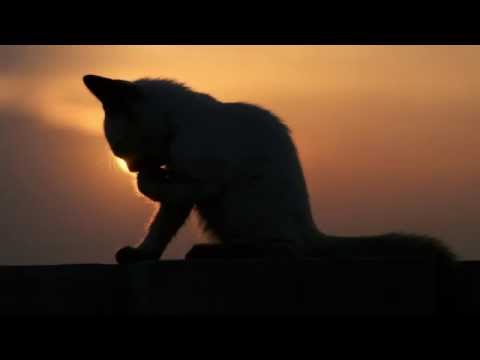 E Spectro feat  Escenda   Without You Hells Kitchen Remix