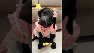 He Gave His Cutest Dog a Full Glam Makeover ✨🐶💄#shorts