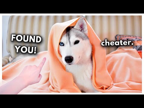 Hide and Seek with My HUSKY! (Who will win?)