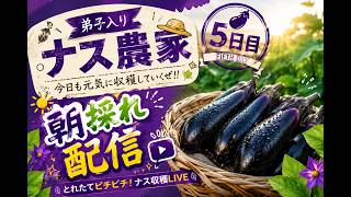 【LIVEアーカイブ】🍆ナス農家弟子入り5日目！朝採れ収穫でナスが歌い出した！？👑26.7.17
