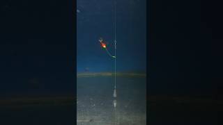 Download lagu Ternyata Seperti Ini Posisi Umpan Mancing Di Dalam Air #shorts #fishing #mancing mp3
