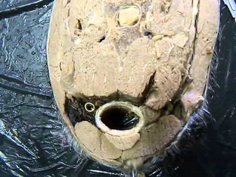 Dr.Mohamed Maher 201 (C.S in neck of horse)