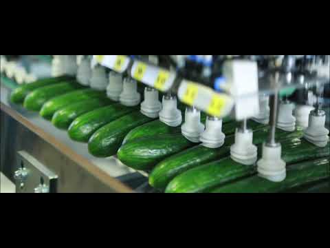AWETA | Cucumber sorting and packing solutions