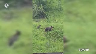 Тройно увеличение на щетите от мечки отчитат горските