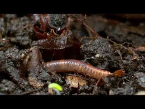 Ett hemligt universum – en liten film om jord