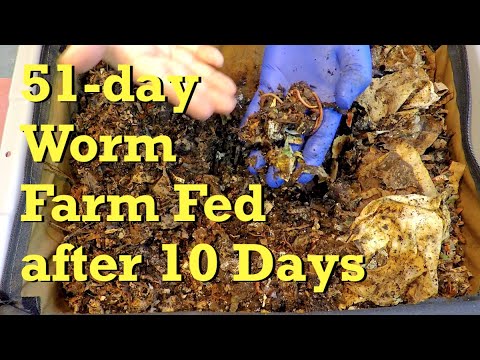 Mixed worm system in VermiBag fed & dampened at day-51 - vermicompost