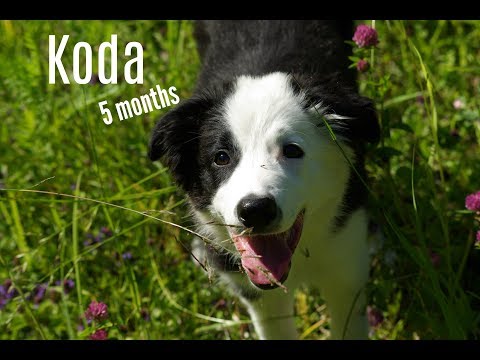 Koda - 5 Months Border Collie Puppy!