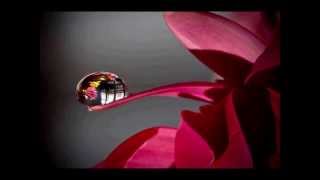 ENIGMA - We Are Nature