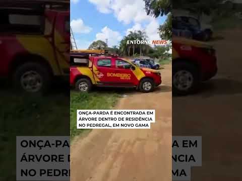 Onça-parda é encontrada em árvore dentro de casa em Goiás #onça #notícias #animal #habitat