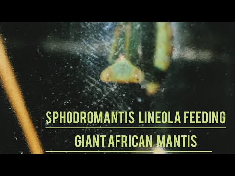 Modlivka africká (Sphodromantis lineola) — kŕmenie a lov koristi (timelapse)