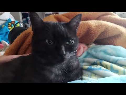 Petting Our Black Smoke Cat