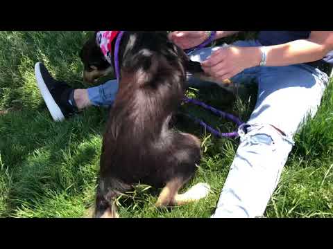 Molly, an adopted Australian Shepherd Mix in Long Beach, NY_image-1