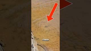 Download lagu BRUTAL‼️TOMAN LANGSUNG BERBURU SETELAH DILEPAS DI KOLAM TANAH‼️ #shorts mp3