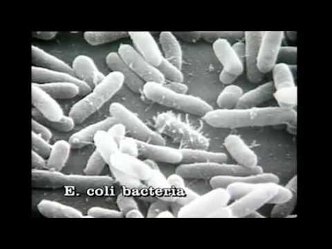 Introduction to WASH