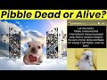 Pibble Died MissMaster Claims Beloved Dog Has Passed Away