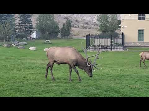 2020-09-06 Yellowstone National Park Mammoth Elk