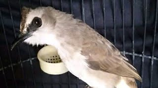 Download lagu Trucukan Memanggil Teman Paling Ampuh mp3