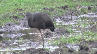 preview picture of video 'Glossy Ibis (Plegadis  falcinellus) in Manchester 2014'