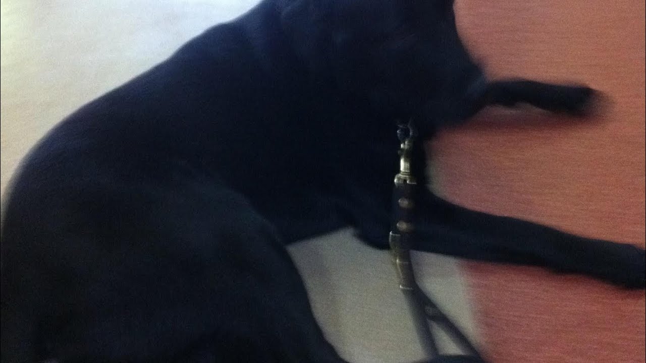 My first guide dog experience | test drive a guide dog