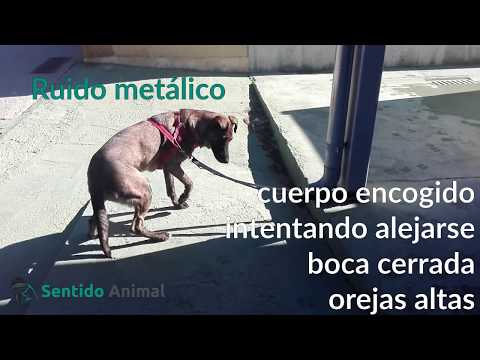 Aprendiendo sobre comunicación canina – Dulce