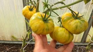 Томат Сердолик описание сорта помидоров характеристики посадка и выращивание болезни отзывы