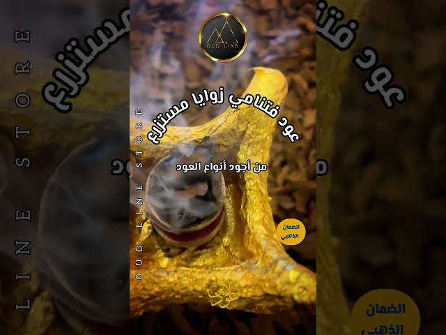 عود فتنامي زوايا مستزرع