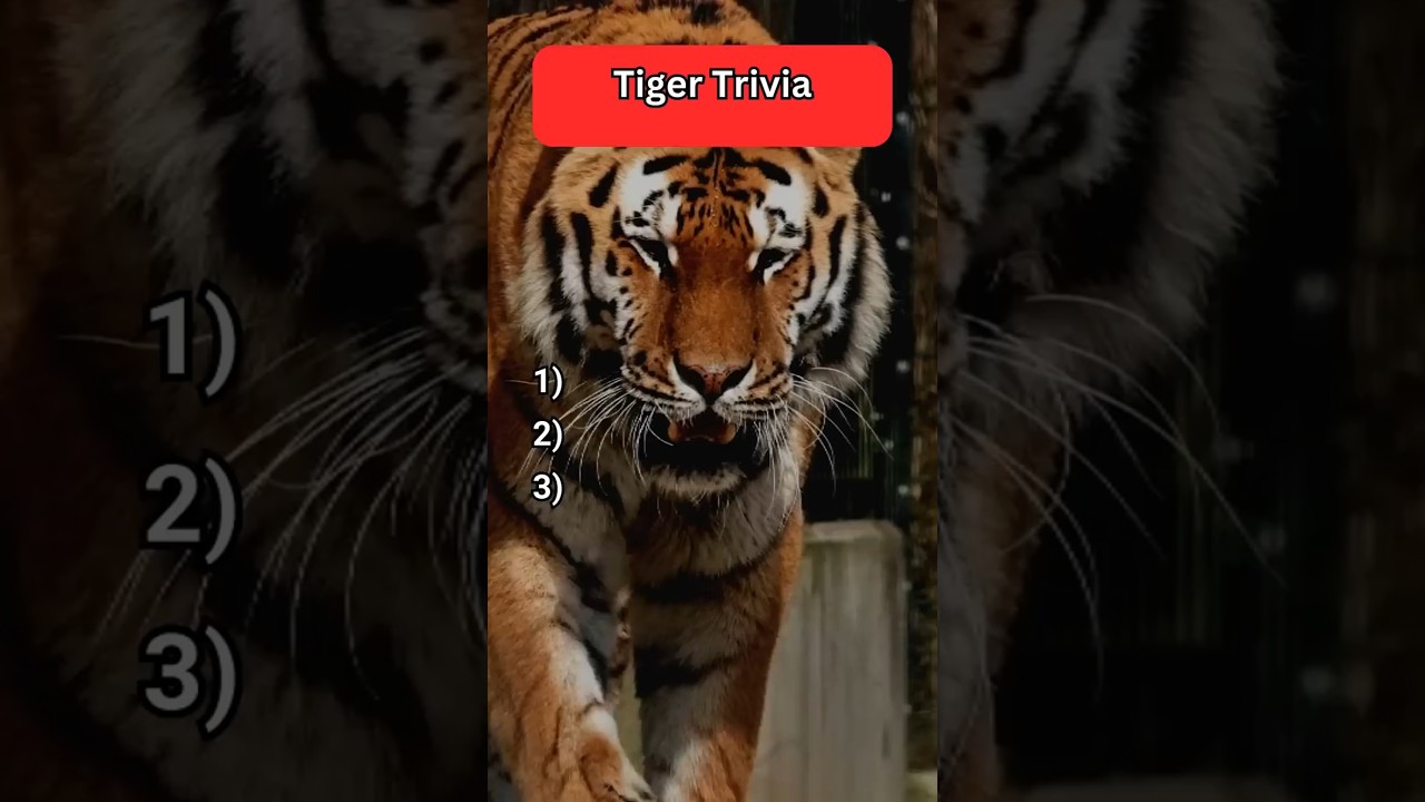 🐯 Tiger Trivia: Can YOU Pass This 3-Question Test? 😱