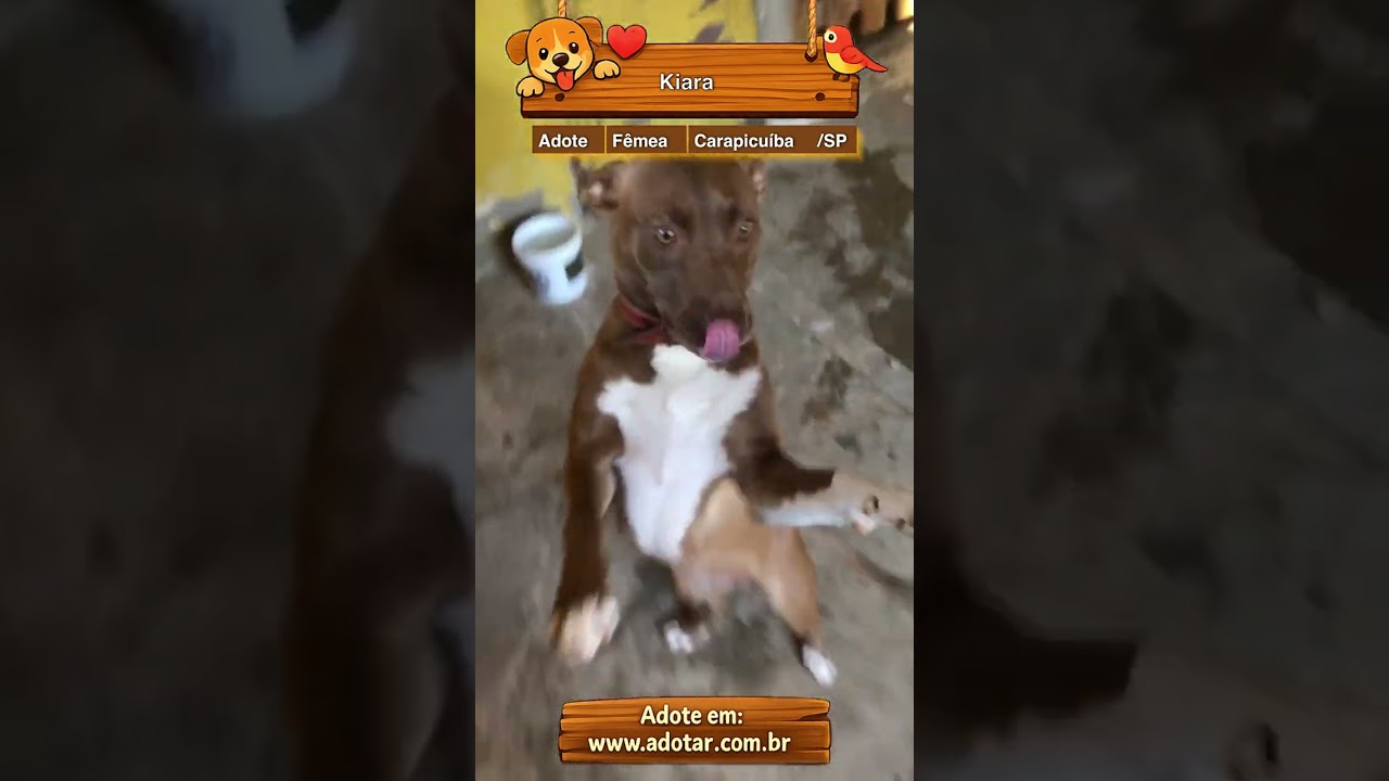Cachorro raça Pit-Bull idade 7 a 11 meses nome Kiara