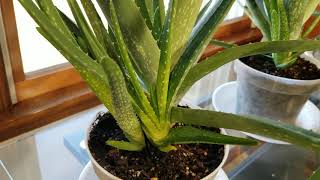 Aloe Vera Plant Tutorial
