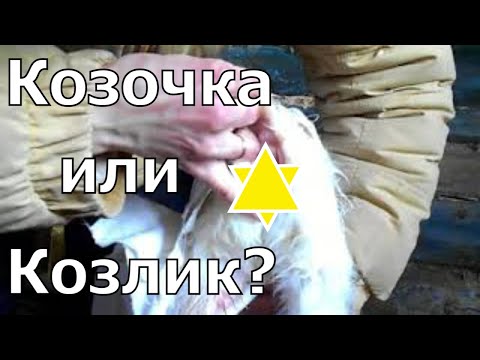 Как определить пол козленка