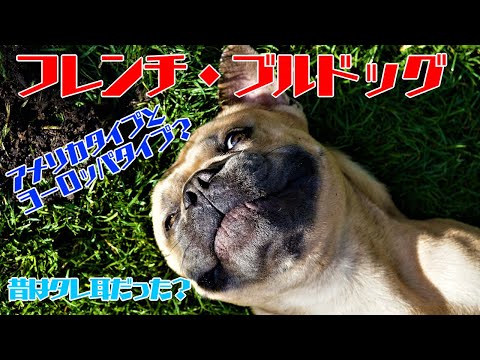 フレンチブルドッグの種類