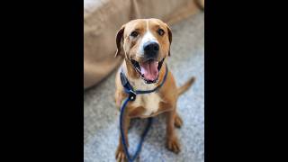 Video preview image #1 Mutt Puppy For Sale in Shelburne, VT, USA