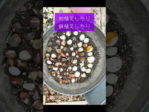  4月に植える球根：カラフルで香り豊かな庭のためのトップ10！  庭園