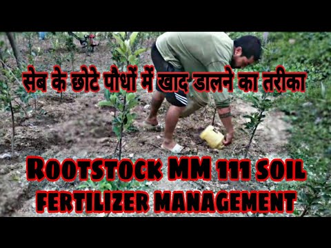 UHDP Rootstock MM 111 Apple trees soil application,सेब के छोटे पौधों में खाद डालने का तरीकाl