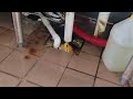 Dirty Kitchen Leads to Fruit Flies in Rocky Hill, NJ