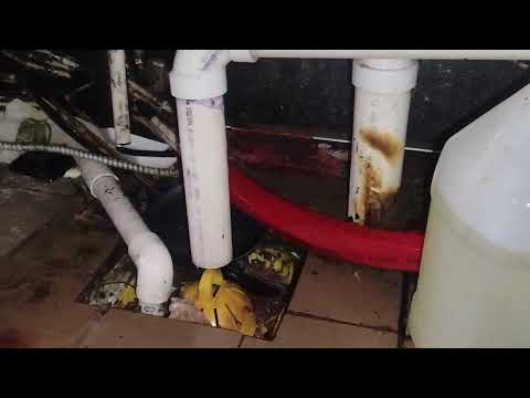 Dirty Kitchen Leads to Fruit Flies in Rocky Hill, NJ