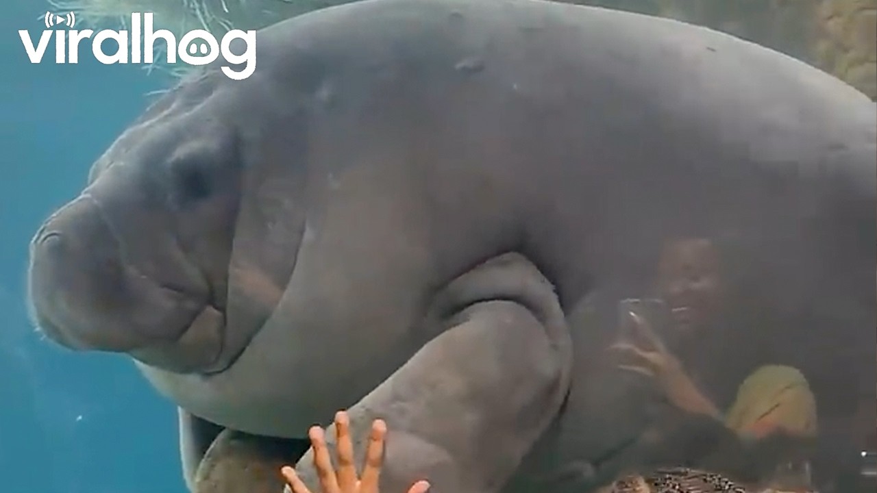 Kids Meet Manatee at Aquarium || ViralHog