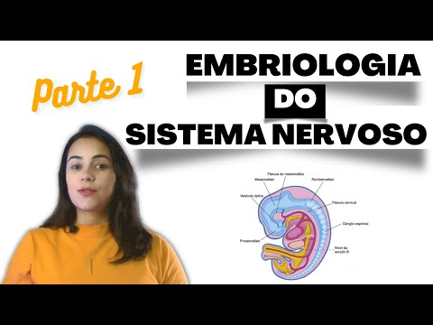 Embriologia do Sistema Nervoso - parte 1