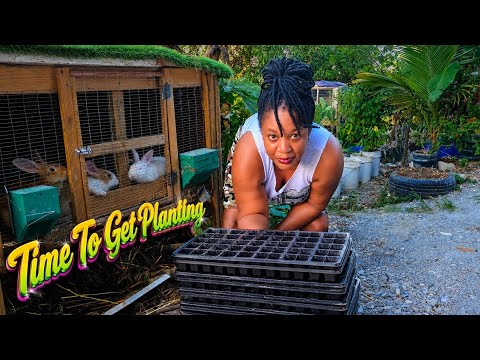 Reviving My Garden: Sowing Seeds and Hoping for Rain