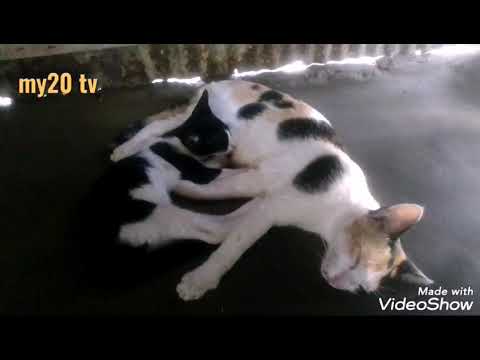 Funny video cat funny 2020 AB alim