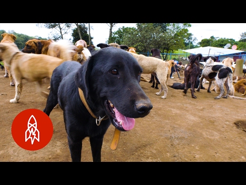 この聖域では、すべての犬は天国にいる (At This Sanctuary, All Dogs Are In Heaven)