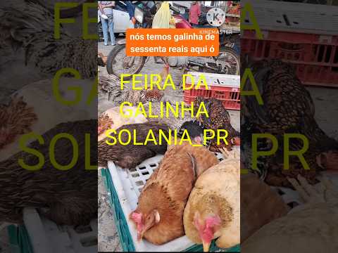 FEIRA DA GALINHA em Solânea na Paraíba.#videoshorts #shortsviral #shortsfeed