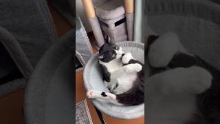 左足だけ愛している猫 #shorts