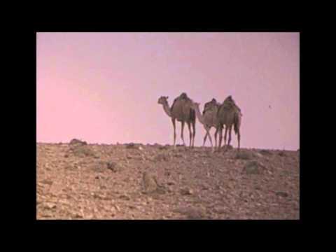 1960s/1970s I. To Tamanrasset in the Sahara by car. I. Nature.