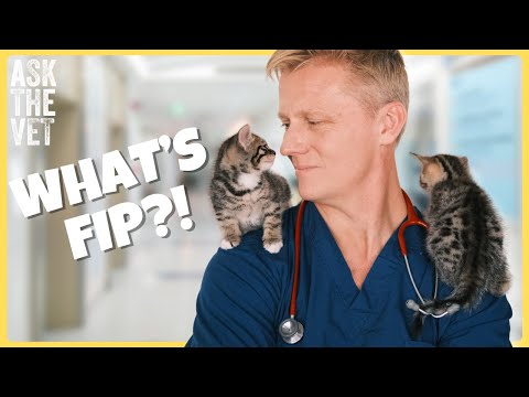 Feline Infektiöse Peritonitis (FIP): Symptome, Ursachen und Vorbeugung erklärt | Fragen Sie den T...