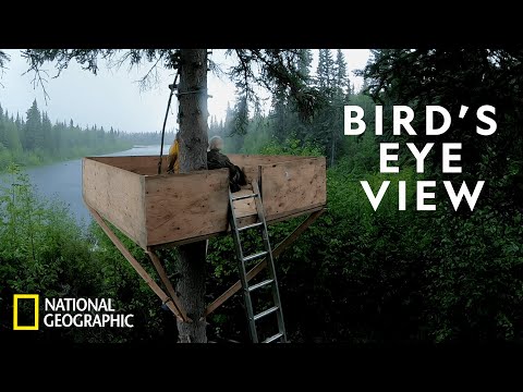 Building a Tree Stand in the Arctic | Life Below Zero