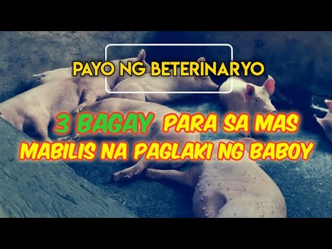 , title : '3 Importanteng Bagay upang mas Mabilis Lumaki ang mga Alagang Baboy