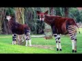 Beni The Okapi Makes First Appearance On Disney S Animal Kingdom Lodge Savanna Walt Disney World
