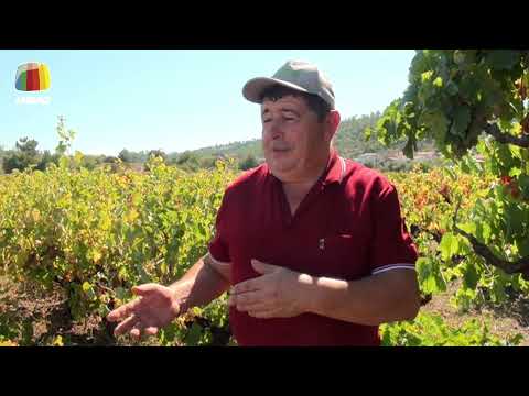 Viagens na Minha Terra - As Vindimas nas Terras de Sicó: a Várzea da Granja, em Santiago da Guarda