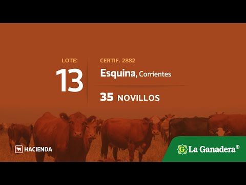 Lote Novillos en Esquina (Ctes)